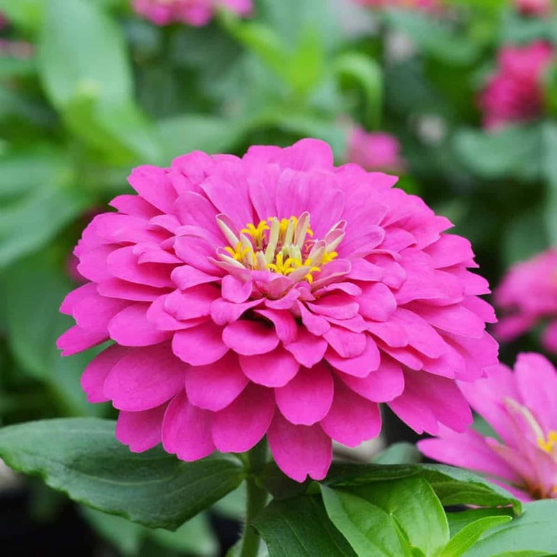 Pink Zinnia Flower seeds for Planting Pollinator Friendly Heirloom & GMO Free Seeds for Home Garden
Sale