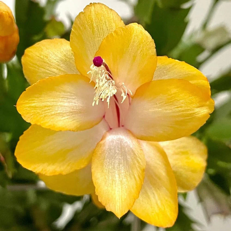 Yellow Zygocactus Truncatus Flower seeds for Planting Pollinator Friendly Heirloom & GMO Free Seeds for Home Garden
Sale