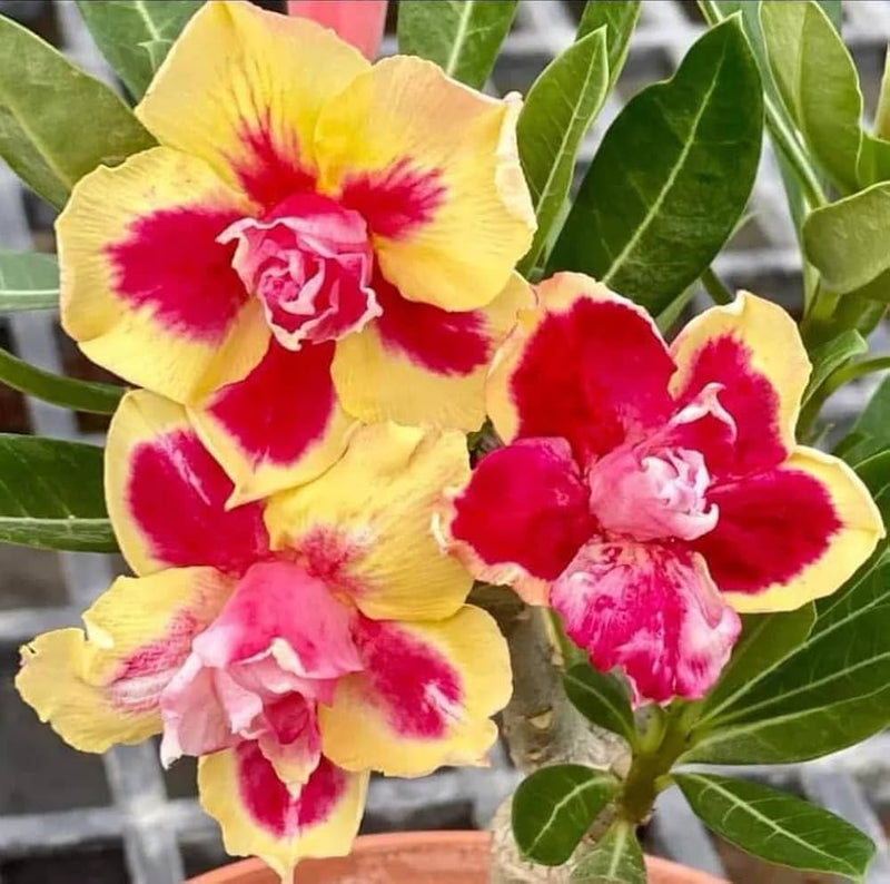 Yellow Red Adenium Obesum Flower Seeds for Planting Low Maintenance Heirloom & GMO Free Seeds for Home Garden Sale