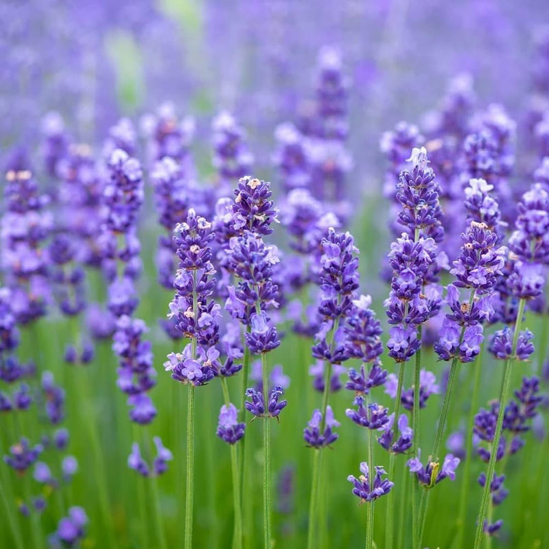 Violet Lavender Flower Seeds for Planting Long Bloom Season Heirloom & GMO Free Seeds for Home Garden
Sale