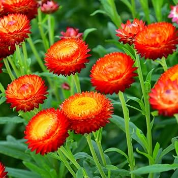 Helichrysum Red Bracteatum Flower Seeds for Planting Vibrant Annuals