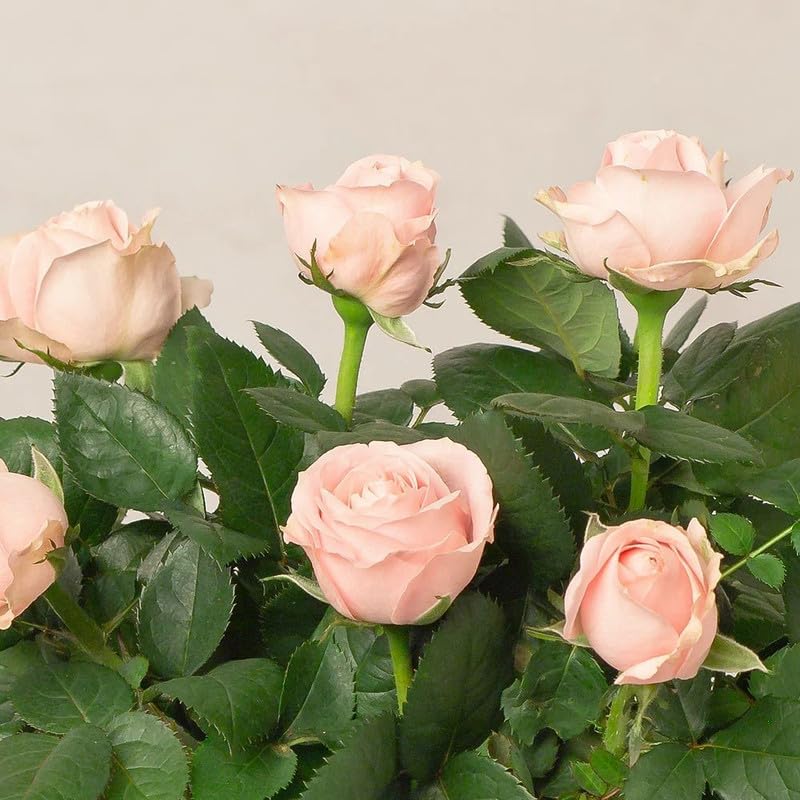 Pink Cream Rose Flower Seeds for Planting Long Bloom Season Heirloom & GMO Free Seeds for Home Garden
Sale