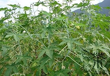 Green Scutellaria Baicalensis Flower seeds for Planting - Wildflower Mix, Heirloom & GMO Free Seeds for Home Garden
Sale seeds for home garden