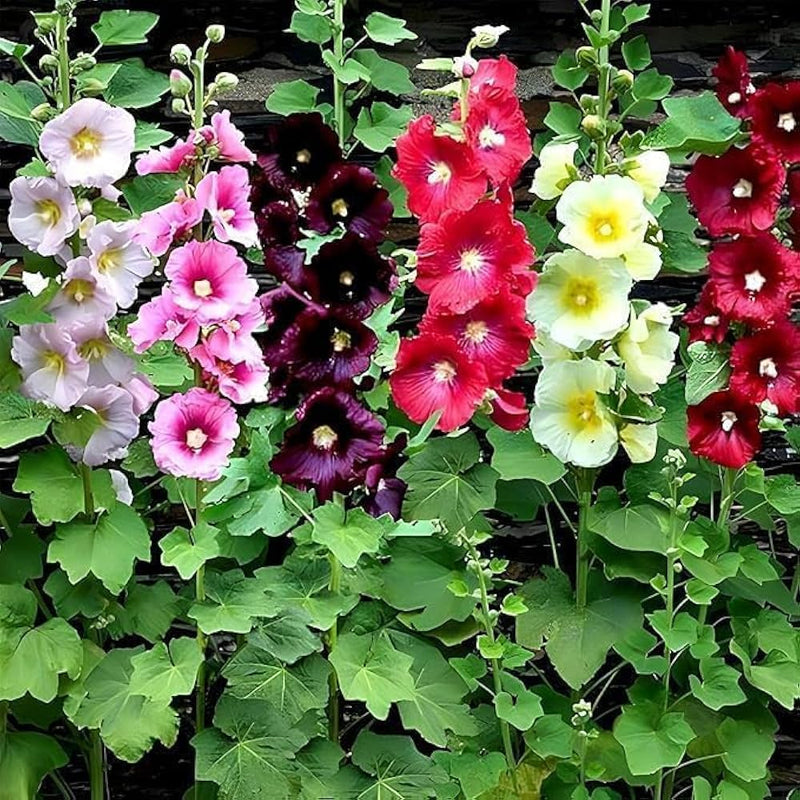 Hollyhock Mix Seeds for Planting Vibrant Flower Garden Blooms