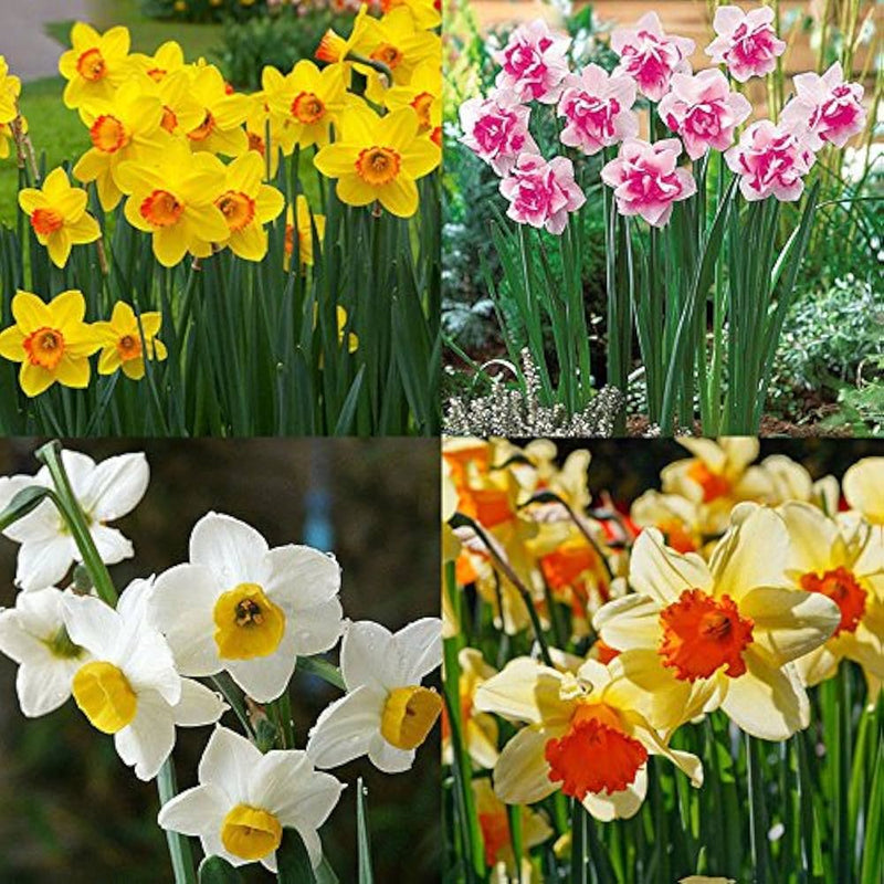 Mixed Colour Double Daffodil Flower Seeds for Planting Bright Blooms Heirloom & GMO Free Seeds for Home Garden
Sale