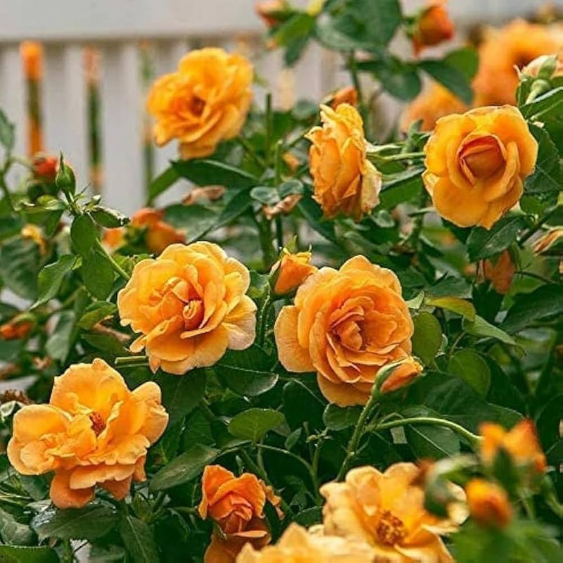 Dark Yellow Rose Flower Seeds for Planting – NonGMO Heirloom Garden Seeds Perfect for Borders
Sale