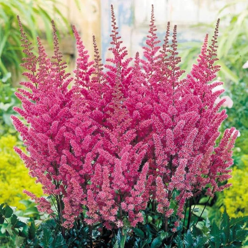 Pink Astilbe Flower Planting Seeds for Lush Garden Blooms