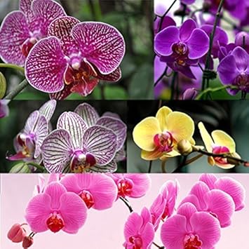 Multi-Colored Phalaenopsis Orchid Flower seeds for Planting - Long Bloom Season, Heirloom & GMO Free Seeds for Home Garden
Sale seeds for home garden