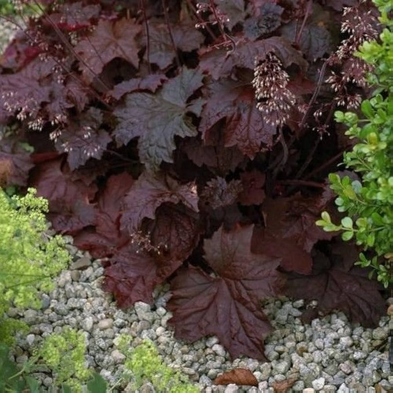Heuchera micrantha Palace Purple for planting in shade garden