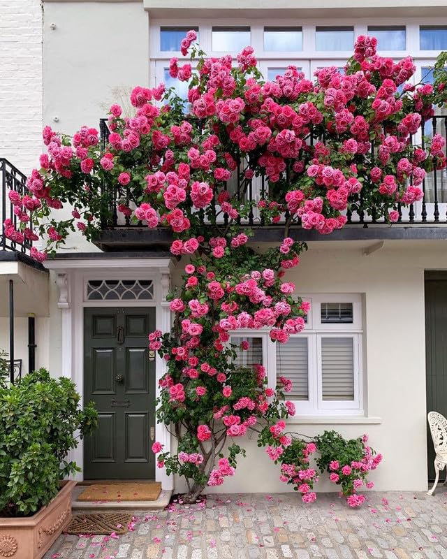 Dark Pink Rose Flower Seeds Compact Growth Heirloom & GMO Free Seeds for Home Garden
Sale