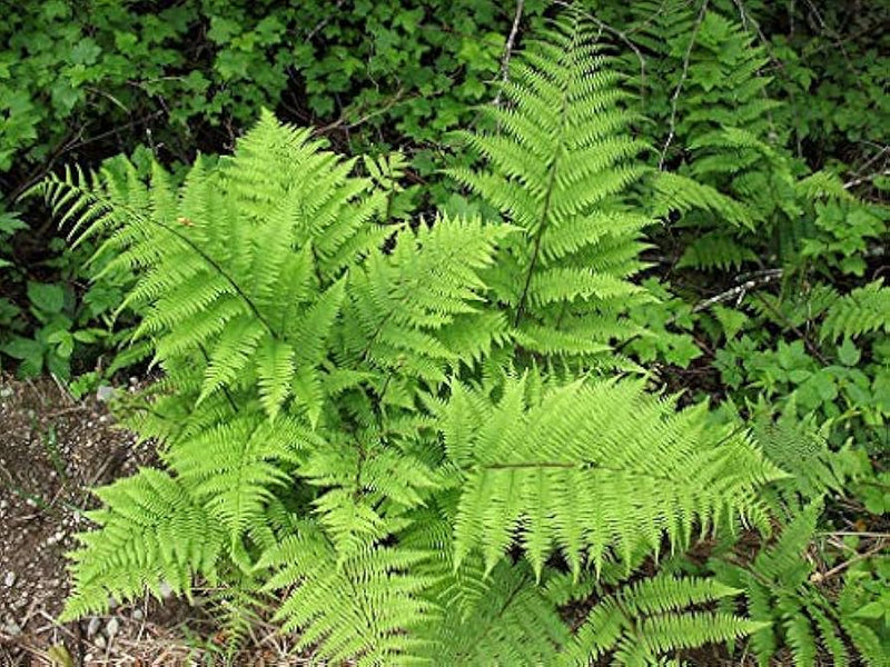 Light Green Fern Pteridophyta Seeds for Planting Garden Favorite Heirloom & GMO Free Seeds for Home Garden
Sale