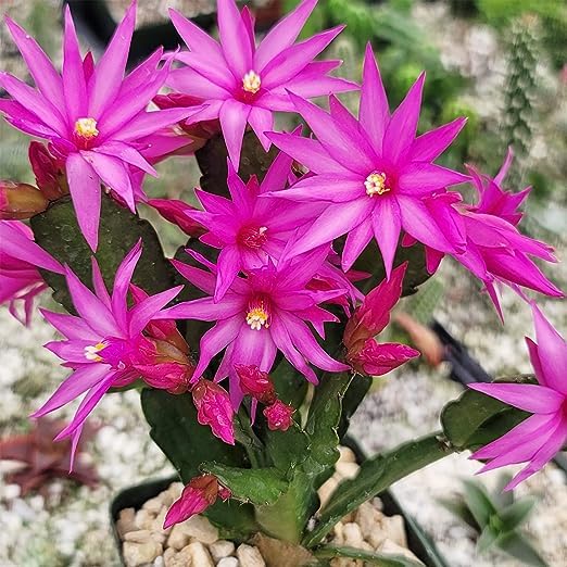 MultiColoured Schlumbergera Seeds Flower seeds for Planting Garden Favorite Heirloom & GMO Free Seeds for Home Garden
Sale