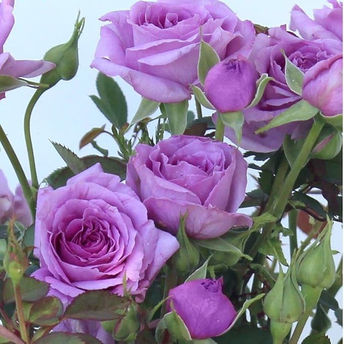 Violet Climbing Rose Flower seeds for Planting Compact Growth Heirloom & GMO Free Seeds for Home Garden
Sale seeds for home garden planting