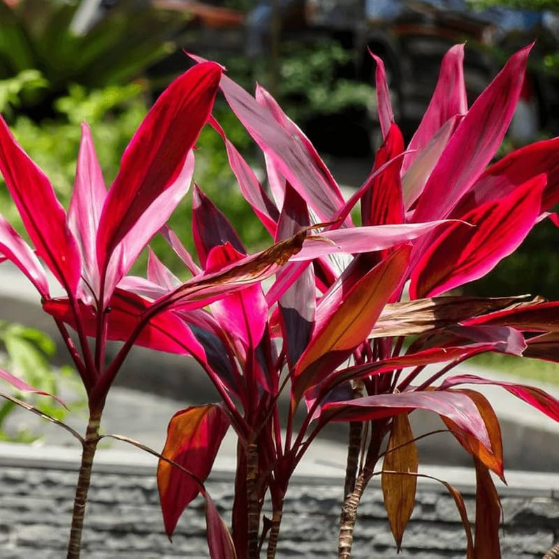 Red Cordyline Rubra Flower seeds for Planting - Bright Blooms, Heirloom & GMO Free Seeds for Home Garden