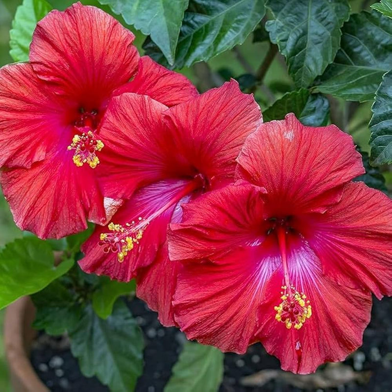 Red Purple Hibiscus Flower Seeds for Planting Cut Flower Favorite Heirloom & GMO Free Seeds for Home Garden
Sale