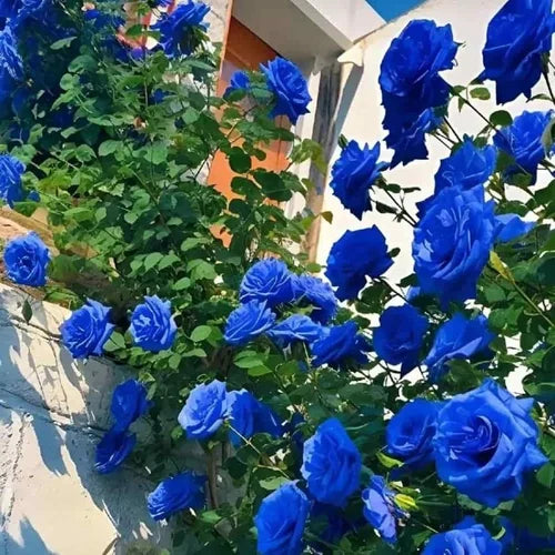 Blue Rose Tree Flower Seeds for Planting Long Bloom Season Heirloom & GMO Free Seeds for Home Garden
Sale