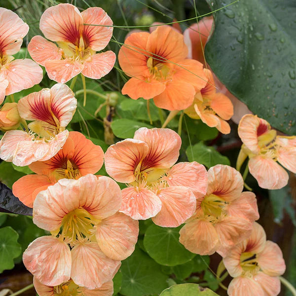 Peach Nasturtium Flower Seeds for Planting Perfect for Borders Heirloom & GMO Free Seeds for Home Garden
Sale