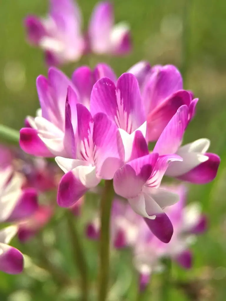 Violet Milkvetch Sinicus Flower seeds for Planting - Fragrant Blossoms, Heirloom & GMO Free Seeds for Home Garden
Sale seeds for planting in home garden