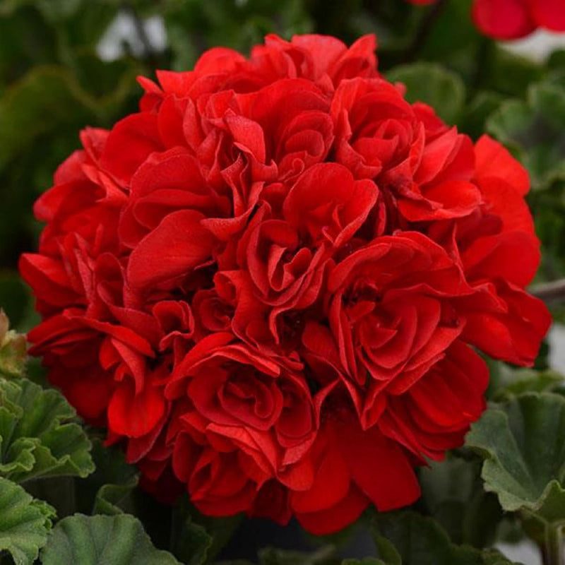 Red Geranium Breakaway Flower seeds for Planting - Drought Tolerant, Heirloom & GMO Free Seeds for Home Garden
Sale seeds for home garden