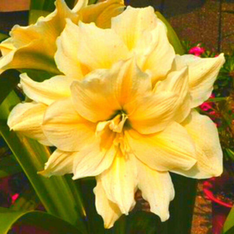 Yellow Amaryllis Flower Seeds Wildflower Mix Heirloom & GMO Free Seeds for Home Garden
Sale