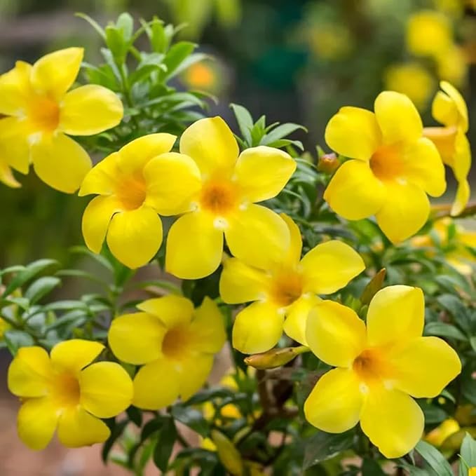 Yellow Allamanda Flower seeds for Planting - Sun Loving, Heirloom & GMO Free Seeds for Home Garden
Sale for planting in home garden