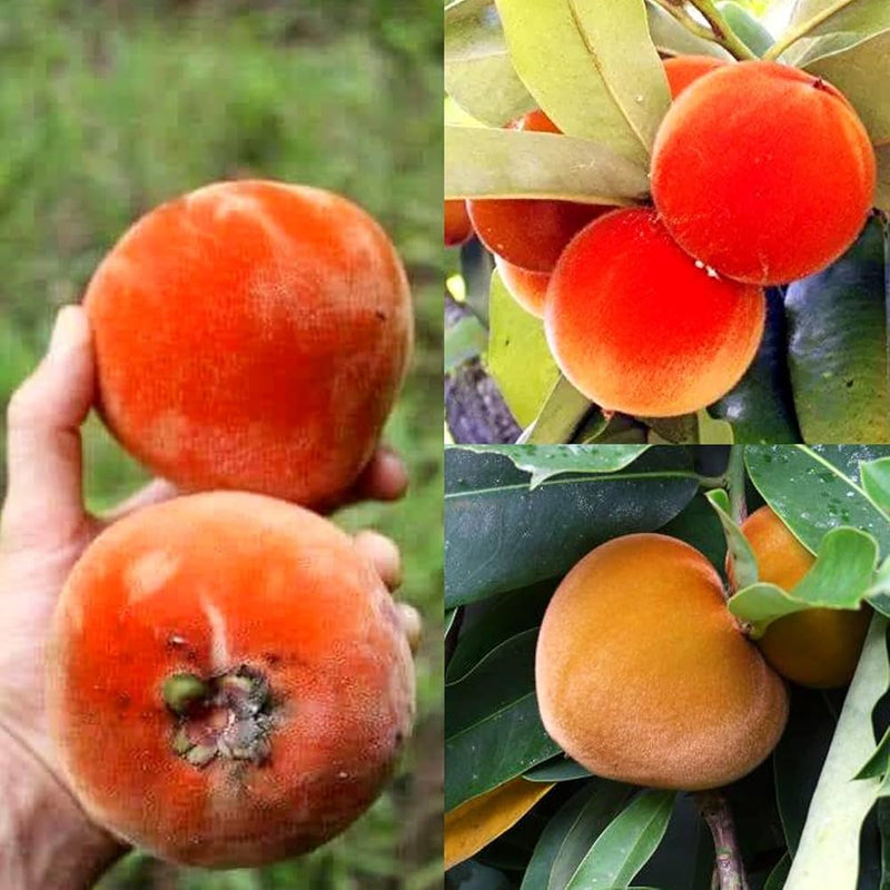 Orange Diospyros Seeds Perfect for Your Garden
