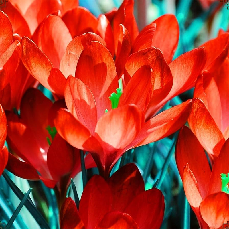 Red Crocus Flower Seeds for Planting Pollinator Friendly Heirloom & GMO Free Seeds for Home Garden
Sale