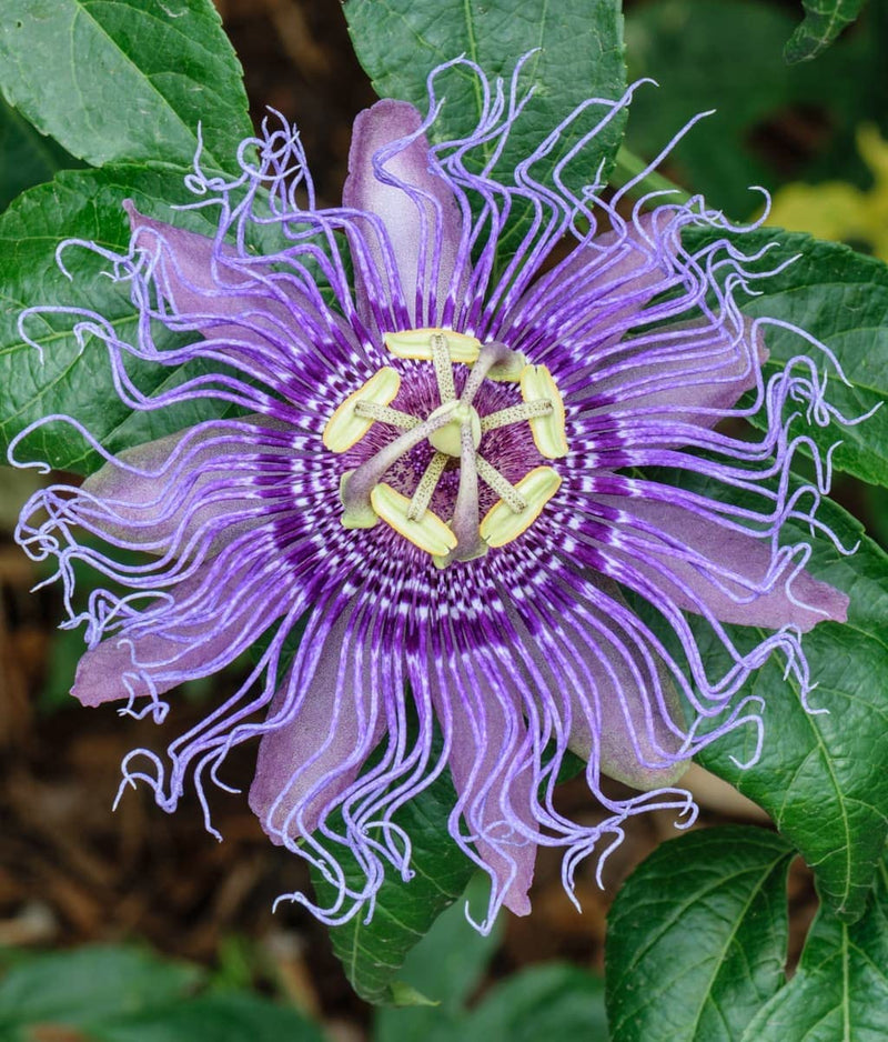 Purple Passiflora Incarnata Flower seeds for Planting - Fragrant Blossoms, Heirloom & GMO Free Seeds for Home Garden