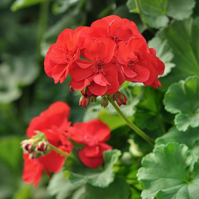 Geranium Flower seeds for Planting - Cottage Garden Essential, Heirloom & GMO Free Seeds for Home Garden
Sale for planting in home garden