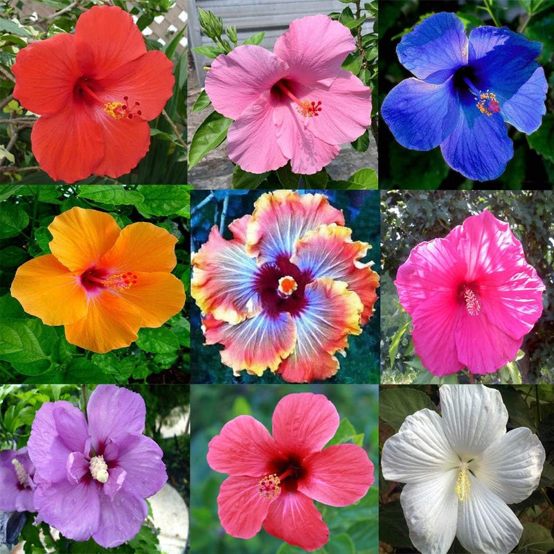 Hibiscus Mixed Flower seeds for Planting - Pollinator Friendly, Heirloom & GMO Free Seeds for Home Garden
Sale seeds for planting in home garden