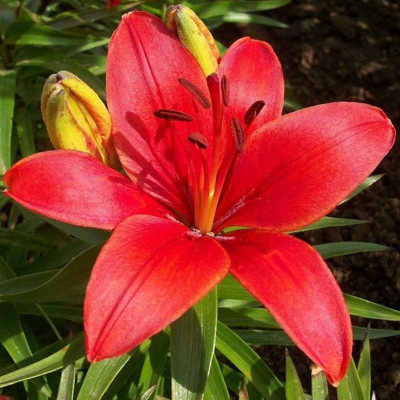 Dark Red Lilium Flower Seeds for Planting Wildflower Mix Heirloom & GMO Free Seeds for Home Garden
Sale