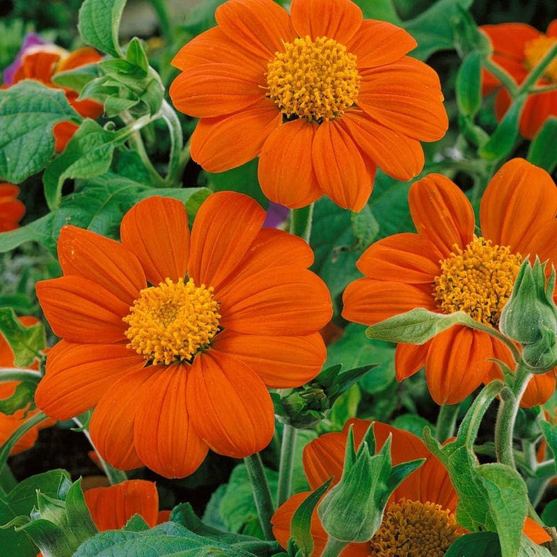 Orange Tithonia Speciosa Flower seeds for Planting - Perfect for Borders, Heirloom & GMO Free Seeds for Home Garden
Sale seeds for planting in home garden