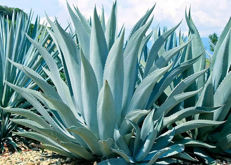 Green Agave Ferox Flower seeds for Planting - Sun Loving, Heirloom & GMO Free Seeds for Home Garden
Sale for planting in home garden.