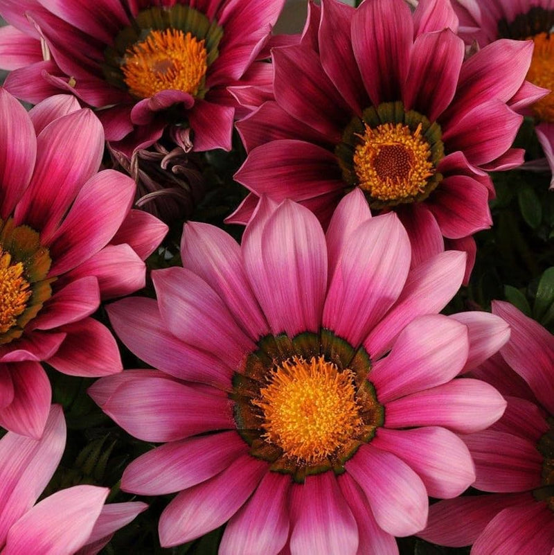 Pink Gazania Rigens Flower seeds for Planting - Easy to Grow, Heirloom & GMO Free Seeds for Home Garden
Sale seeds for home garden