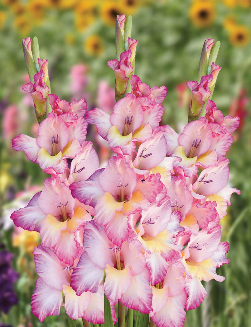 Soft Pink Yellow Gladiolus Flower Seeds for Planting Wildflower Mix Heirloom & GMO Free Seeds for Home Garden
Sale