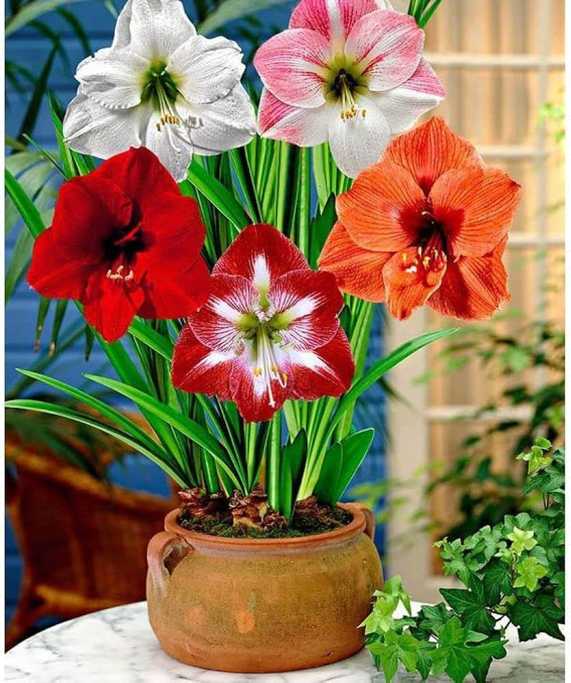 Mixed Colour Amaryllis Barbados Flower Seeds for Planting Compact Growth Heirloom & GMO Free Seeds for Home Garden
Sale