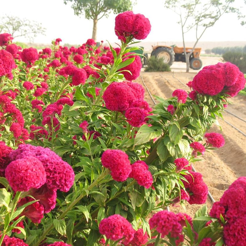 Dark Pink Celosia Seeds Flower seeds for Planting - Seasonal Bloomer, Heirloom & GMO Free Seeds for Home Garden
