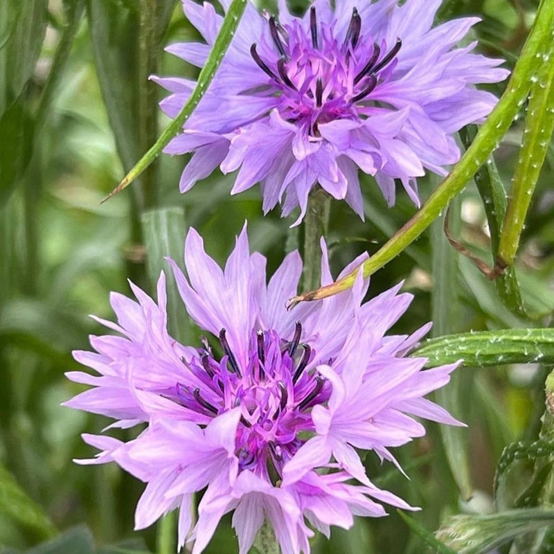 Purple Centaurea Flower seeds for Planting - Shade Tolerant, Heirloom & GMO Free Seeds for Home Garden
Sale seeds for planting in home garden