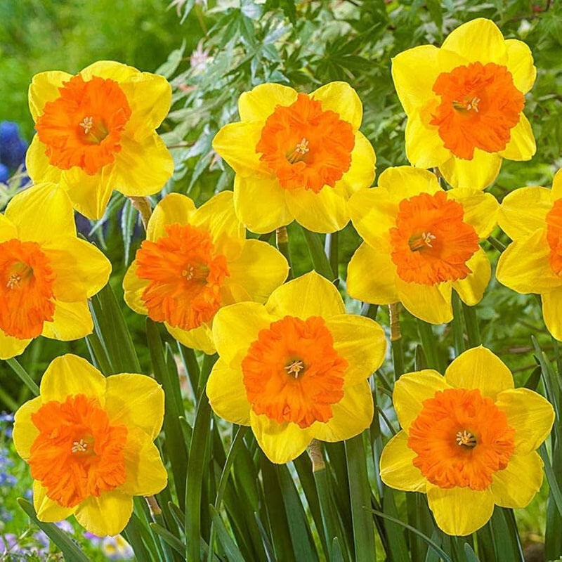 Daffodils Flower Seeds for Planting Bright Orange & Yellow Perennials