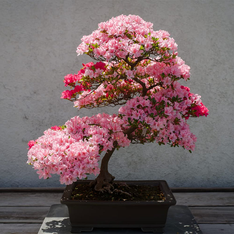 Rare Bonsai Hot Rose & Pink Azalea Seeds for colorful garden blooms