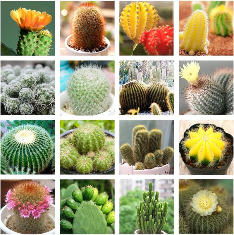 Cactus Flower seeds for Planting - Compact Growth, Heirloom & GMO Free Seeds for Home Garden
Sale seeds for home garden