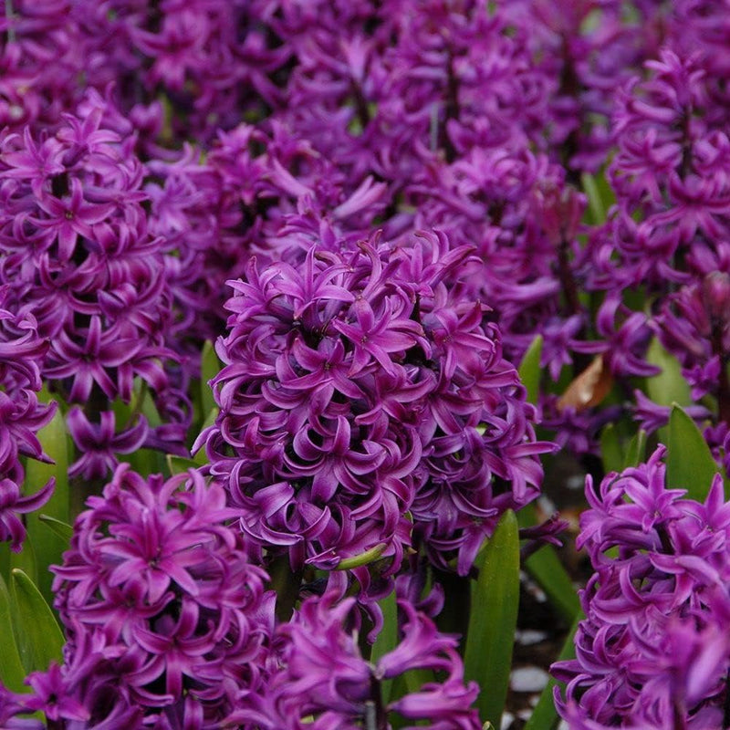 Hyacinth Purple Flower seeds for Planting - Compact Growth, Heirloom & GMO Free Seeds for Home Garden
Sale seeds for planting in home garden