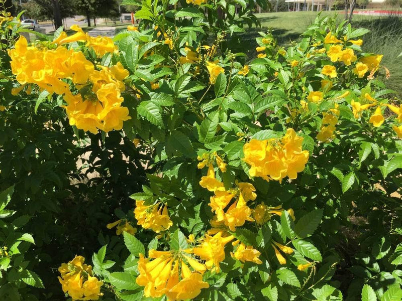Yellow Rawstone Plant for Your Garden Seed for Bright and Cheerful Blooms