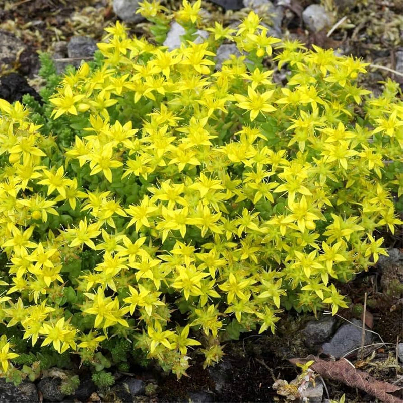 Yellow Stonecrop Flower seeds for Planting - Garden Favorite, Heirloom & GMO Free Seeds for Home Garden
Sale