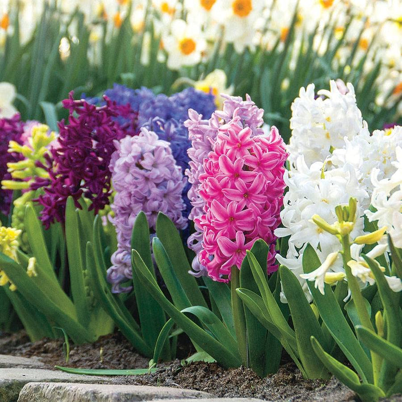 Hyacinth Flower seeds for Planting - Colorful Display, Heirloom & GMO Free Seeds for Home Garden
Sale seeds for planting in home garden