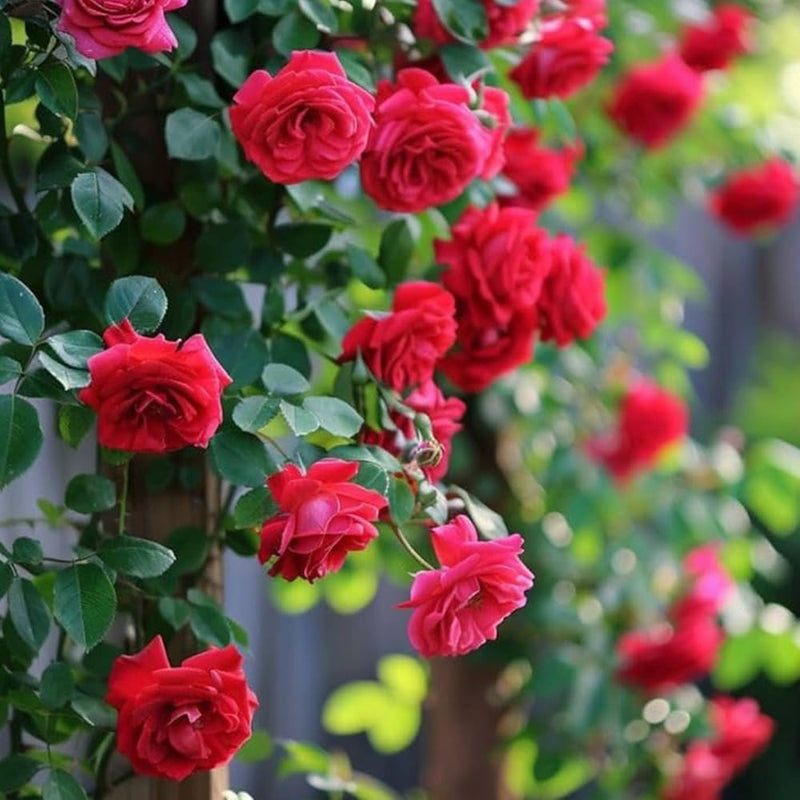 Red Ruby Rose Flower Seeds for Planting Colorful Display Heirloom & GMO Free Seeds for Home Garden
Sale