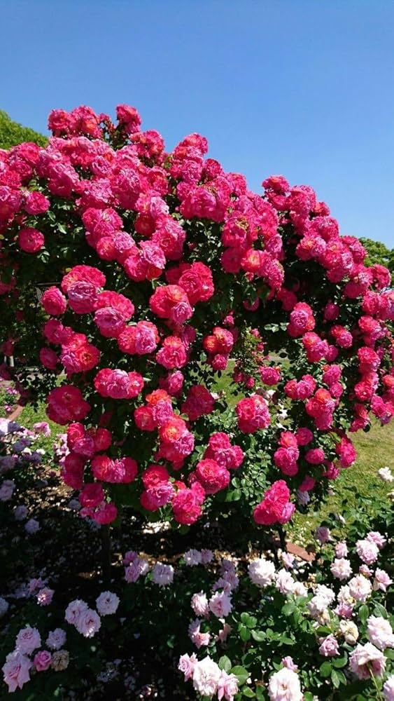 Deep Pink Climbing Rose Flower Seeds for Planting Cottage Garden Essential Heirloom & GMO Free Seeds for Home Garden
Sale