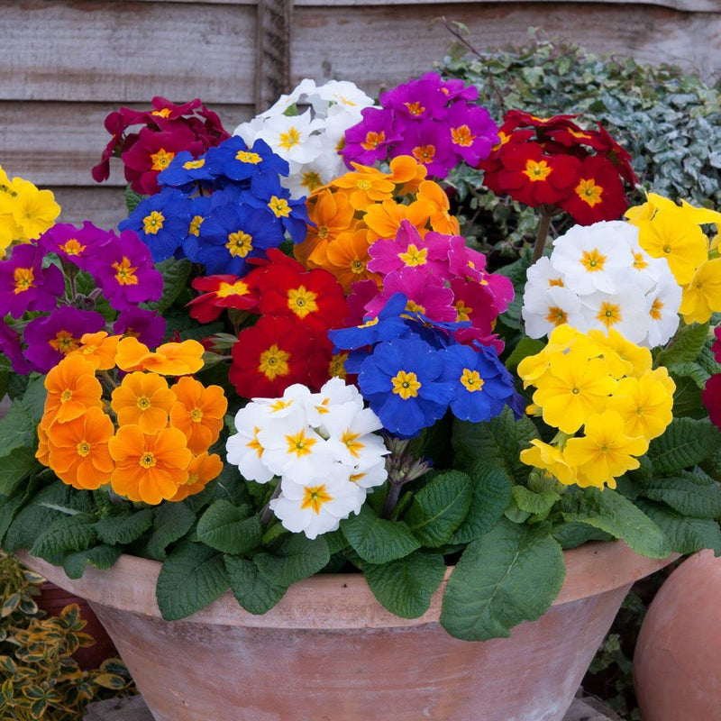 Heirloom Polyanthus Flower seeds for Planting Wildflower Mix Heirloom & GMO Free Seeds for Home Garden