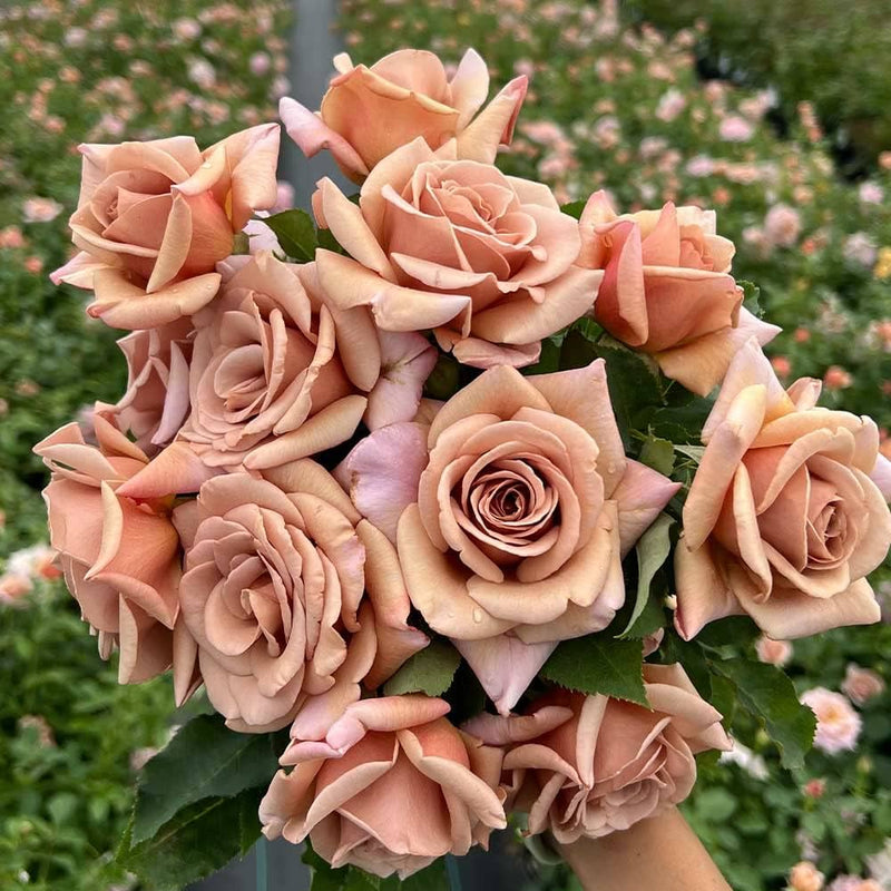 Unique Rose Brown Flowering Seeds For Planting and Gardening vibes