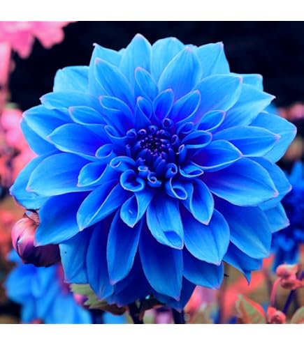 Light Blue Dahlia Flower Seeds for Planting Long Bloom Season Heirloom & GMO Free Seeds for Home Garden
Sale